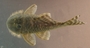 Pseudancistrus barbatus FMNH 116976 dorsal a